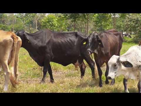 , title : 'Cómo lograr un parto al año en bovinos | La Finca de Hoy'