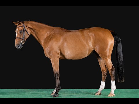 Diamanta /// Diathago x Amantus