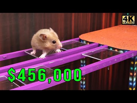 Hamster Squid Game - Glass Bridge Challenge (Part 2)