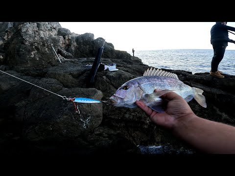 Zubatac Shore jigging C&R ( Dentex ) Palamida Atlantic bonito and Grouper C&R