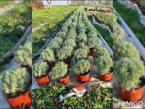 Najveći rasadnik u proizvodnji odraslih sadnica lavande i ruzmarina u Srbiji!!! LAVANDULA-LAVANDA