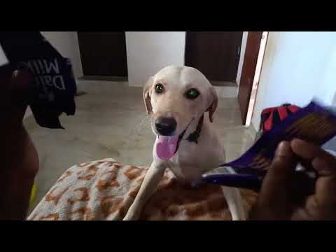 Iniya likes chocolate 🍫🍫🍫🍫❤️❤️❤️