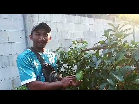 Tanam Alpukal Hasil Melimpah