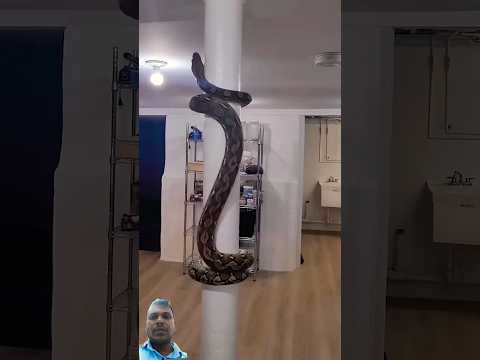 pamu chudandi ekkadiki vochindi # #cobra #snake #animals #love #funny #shivtandav #art #sachetparam