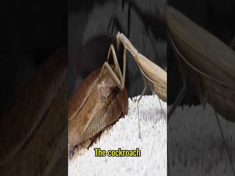 Can a mantis eat a big cockroach? #insects #animals #facts