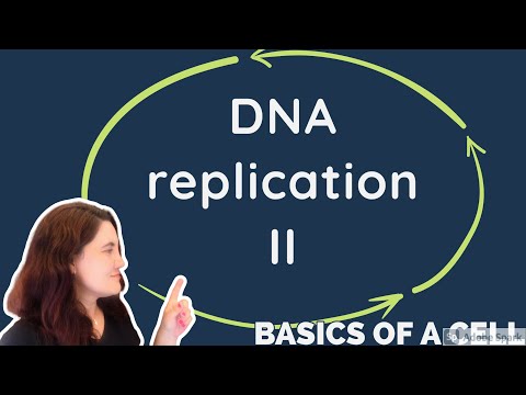 DNA Replication II - in English -