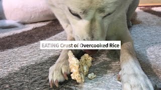 Dog Eating Crust of Overcooked Rice [Sound Dogs Love]