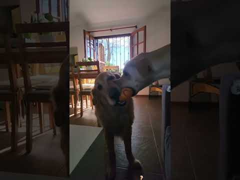 #funnydogs#cute#doglover#doglife#cure#dogshorts#pet#doglife#dogshorts