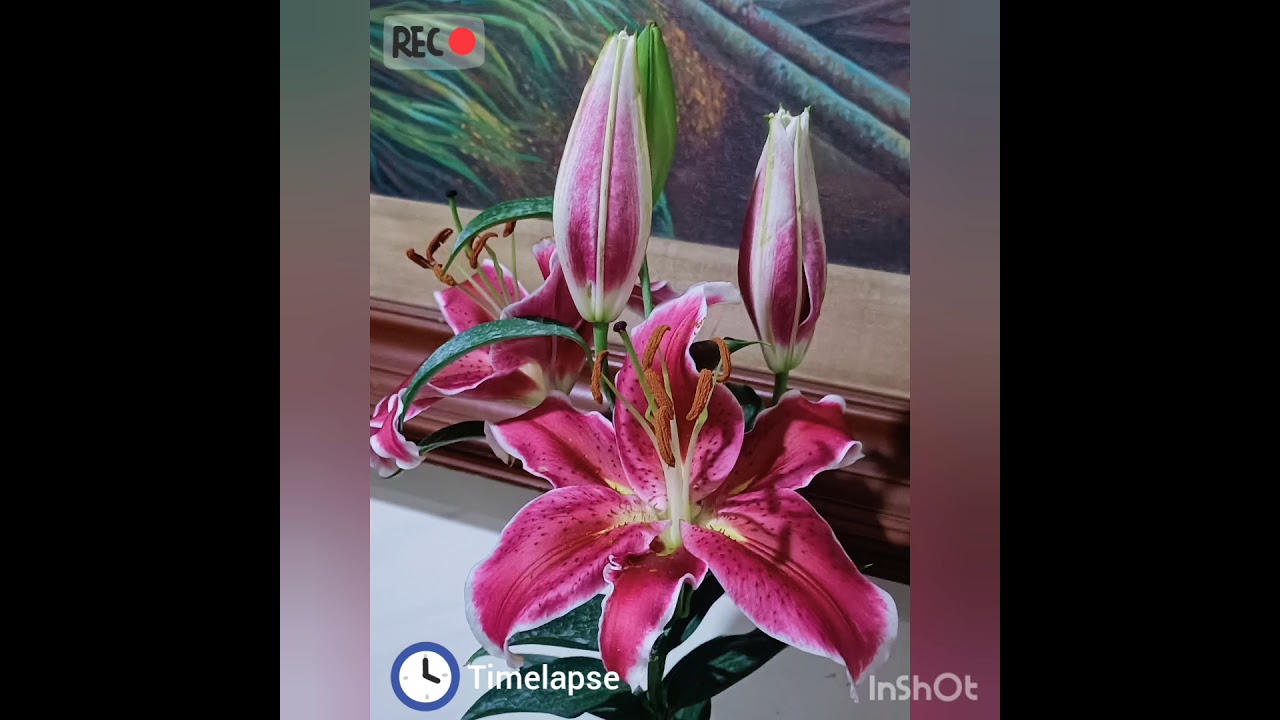 Pink STARGAZER Flower Bloom TIMELAPSE