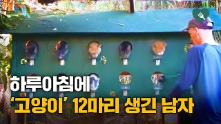 하루아침에 고양이 12마리 생긴 남자