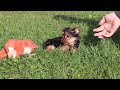 Yorkshire Terrier dogs for sale: Darcy - Video 1
