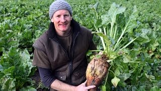 Maximise lamb production on fodder beet