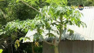 ফলবাগান