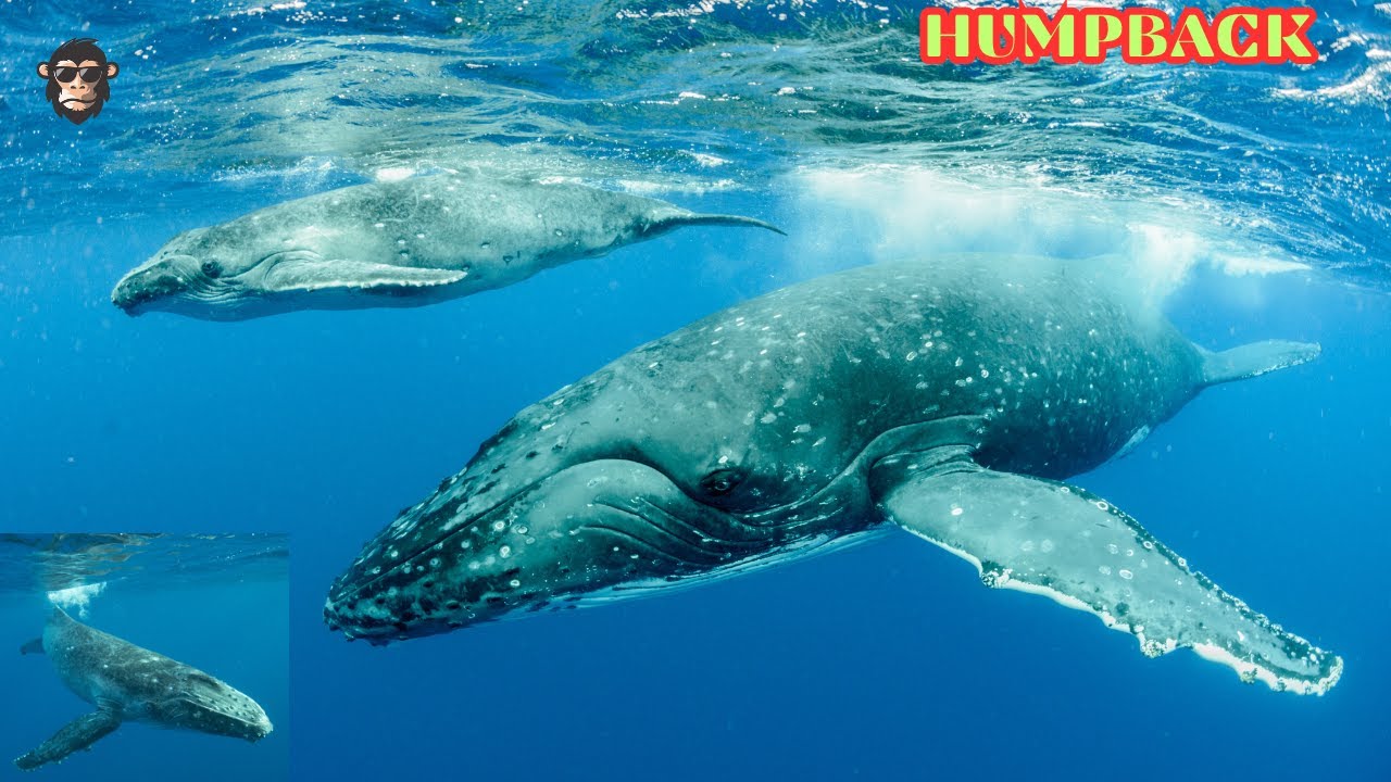 Nature's Spectacle: Rare Footage of Humpback Whale Birth in Hawaii | National Geographic