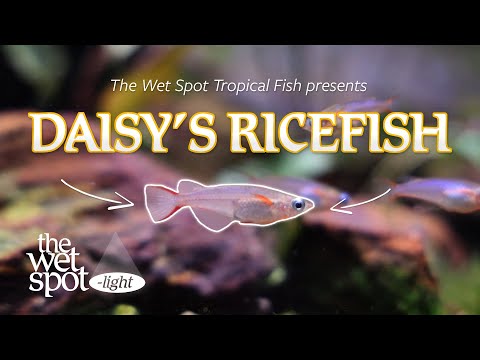 DAISY'S RICEFISH - The Wet Spot-light - Oryzias woworae