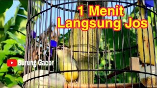 Download lagu Prenjak Daun Lombok Gacor Untuk Pancingan Prenjak Daun Bahan / Obyokan mp3