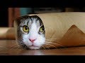 Funny Cats Compilation Most Popular Part 2
