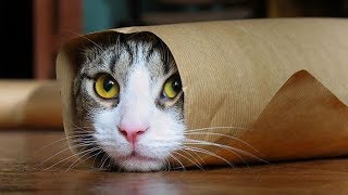 Funny Cats Compilation (Most Popular) Part 2