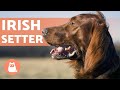 IRISH SETTER 🍀 Characteristics, Character and Health