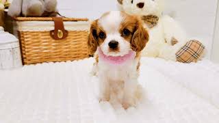 キャバリアの動画02