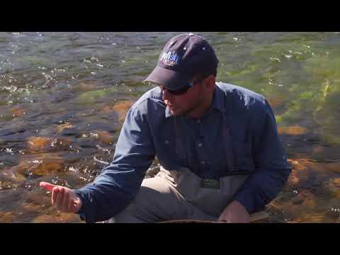 Using Stone Flies at Miminiska Lodge