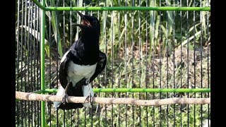 AWAAS.... Kacer ikut GACOR dan EMOSI dengan Kicauan Kacer mode NGOBRA AWAAS.... Kacer ikut GACOR dan EMOSI dengan Kicauan Kacer mode NGOBRA
