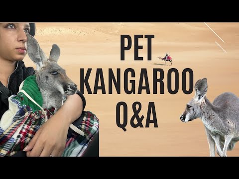 Pet Kangaroo Q&A