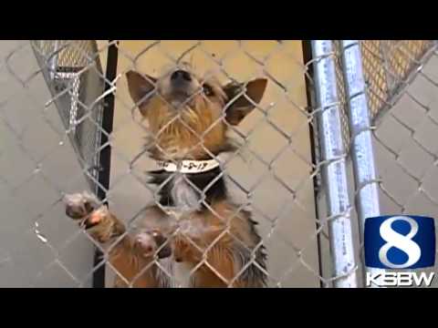 Salinas Animal Shelter overwhelmed by stray dogs, cats