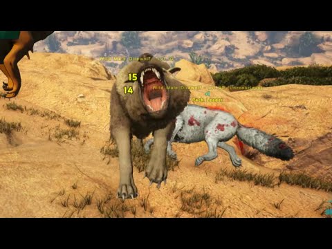 Taming Our Direwolf Breeding Pair and a Doedicurus - Ark: Scorched Earth Playthrough Ep3