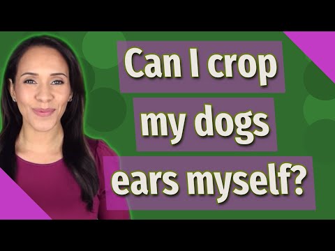 YouTube video about: Who crops dog ears near me?