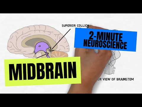 2-Minute Neuroscience: Midbrain