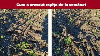 Rezultate după demonstrație cu drona agricolă XAG P100 PRO