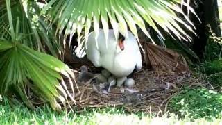 Randomly discovering baby swans 🔴 cygnets hatching at Lake Morton in Lakeland, FL Pt. 4