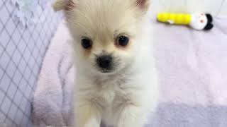 ハーフ犬の動画01