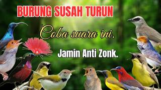 Download lagu Suara Pikat Burcil Susah Turun Paling Ampuh Anti Zonk. mp3