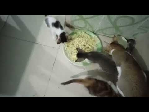 sujal Dewan's kitten eating foods..