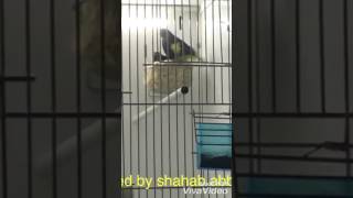 Download lagu Black siskin mp3 Download lagu Black siskin mp3