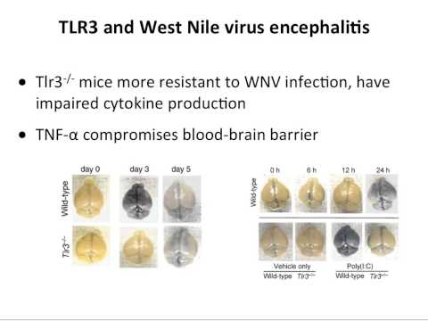 Virology 2012 Lecture #15: Virus-host interactions