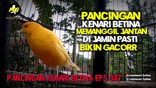Download lagu PANCINGAN KENARI BETINA MEMANGGIL JANTAN EPS 347#pancingankenaribetina #kicaumania #masteran  mp3