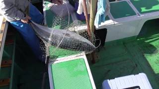 新谷丸のイメージ