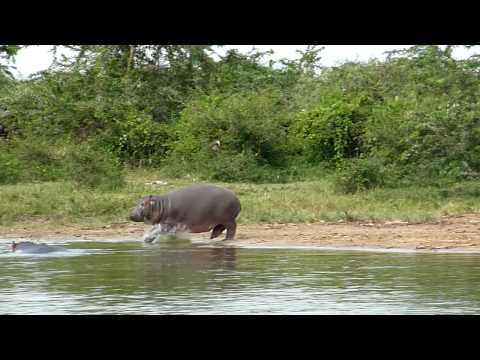 Buffalos and Hippos, Lake Edward, Uganda