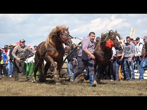 Concurs cu cai de tractiune   proba de dublu   Ruseni, Satu Mare 23 Iunie 2018