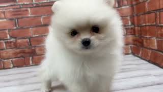 ポメラニアンの動画01