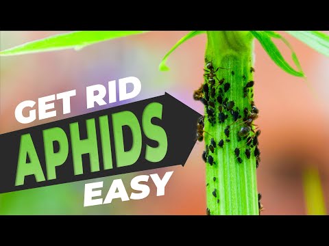 Aphids on Plants How to Get Rid of Them - Get Rid of Aphids 3 Easy Ways FREE!