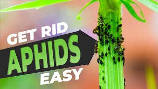 Aphids on Plants How to Get Rid of Them - Get Rid of Aphids 3 Easy Ways FREE!