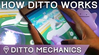 FINALLY CAUGHT DITTO /// HOW TO BATTLE WITH DITTO /// HOW DITTO WORKS IN POKÉMON GO