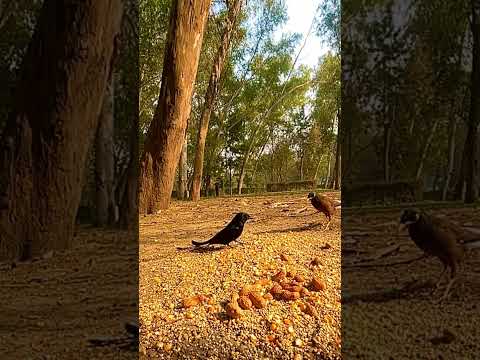 hakeem Tariq Javed 1 #nature #villagevilog #musicgenre #farming #villagevelog #poetry #shots