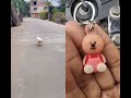 How To Do Catwalk Catwalk Best Catwalk Animals Funny