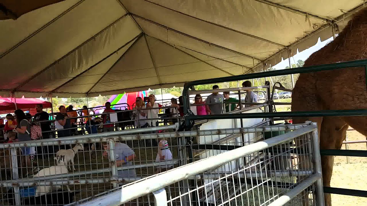 Hire Whitley Acres Exotic Ranch & Stables Petting Zoo in Levelland, Texas