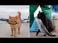 Cats Catching Fish Video Compilation Pets Theater